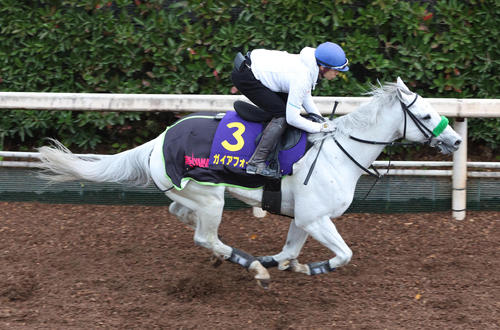 長岡騎手を背に坂路を単走で追い切るガイアフォース（撮影・白石智彦）