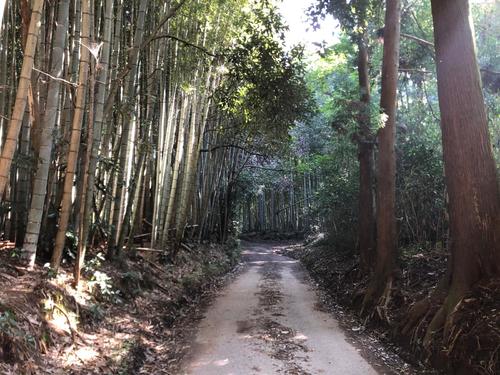 23日午前10時32分、竹林に挟まれた山道を行く