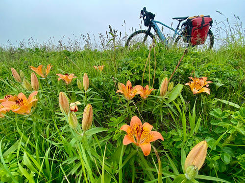 6月の北海道は花の季節。各地の原生花園では色とりどりの花が咲いていた