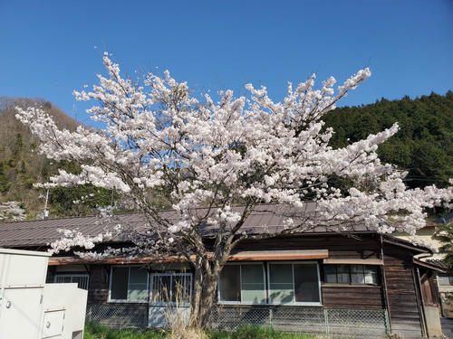 〈17〉こちらも桜が美しかった