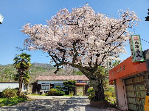 〈5〉あまりに美しい駅舎をたずさえた桜の巨木